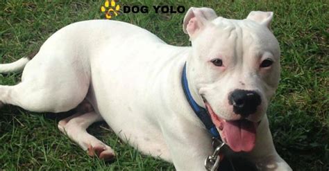 History of the Dogo Argentino Pitbull Mix