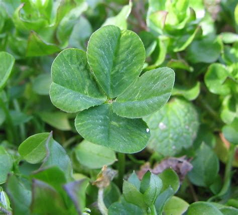 History of the Four-Leaf Clover