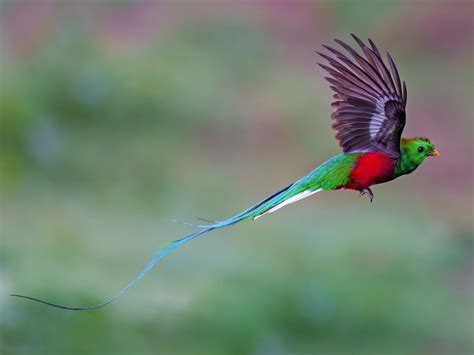 History of the Quetzal