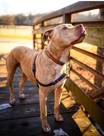 History of the Sandlot Dog