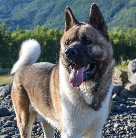 History of the White Akita