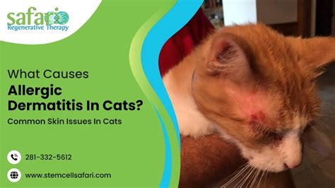 Hives: An Allergic Reaction to Cats