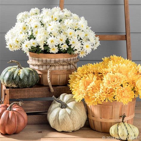 Hobby Lobby Mums: A Guide to Finding the Perfect Fall Flower