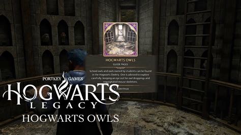 Hogwarts Legacy Owls: The Ultimate Guide to Your Magical Bird Companions