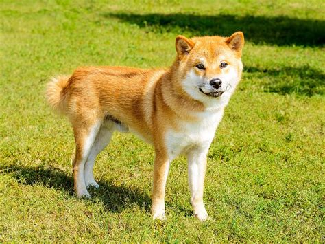 Hokkaido Inu For Sale: The Ultimate Guide to Finding Your Perfect Companion