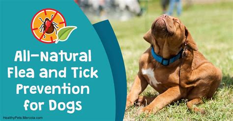 Holistic Flea and Tick Prevention for Dogs: A Comprehensive Guide