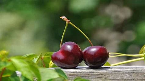 Hollow Cherries: 10,000 Surprising Truths You Never Knew