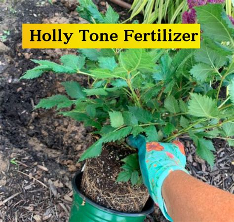 Holly Tone Fertilizer: 5 Game-Changing Benefits for Your Garden