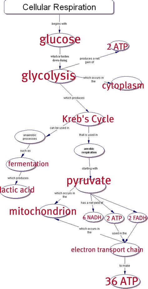 Holt Biology Cellular Respiration Answer Key Reader