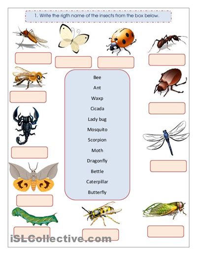 Holt Skills Answer Key Directed Arthropods Kindle Editon