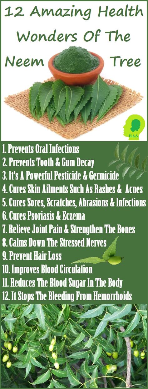 Home Remedies Neem A Medicinal Tree Reader