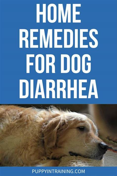 Home Remedy Dog Diarrhea Cures: A Comprehensive Guide to Relieving Canine Gastrointestinal Distress