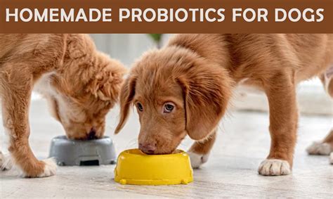 Homemade Probiotics for Dogs: 10,000+ Health Boosting Wonders