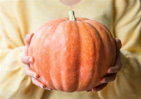 Homemade Pumpkin Treats for Dogs: A Wholesome Delight for Your Furry Companion