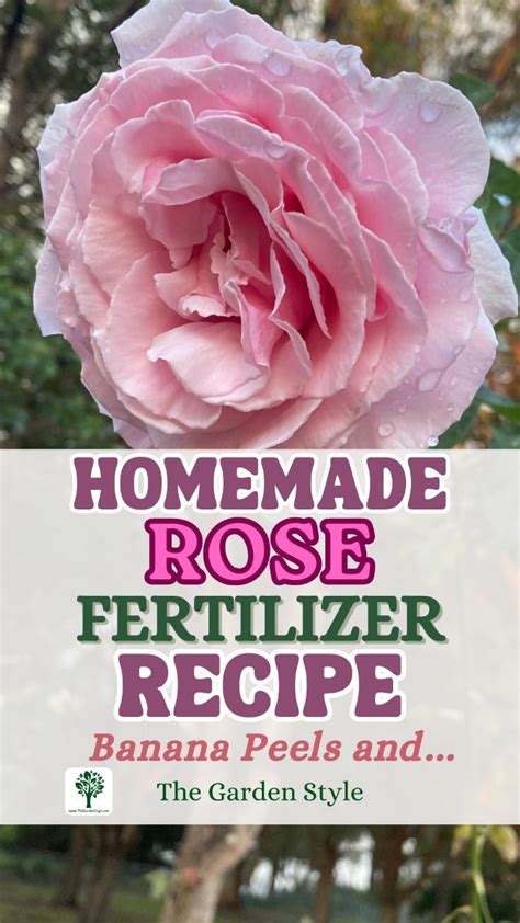 Homemade Rose Fertilizer: 9 Easy DIYs to Feed Your Roses