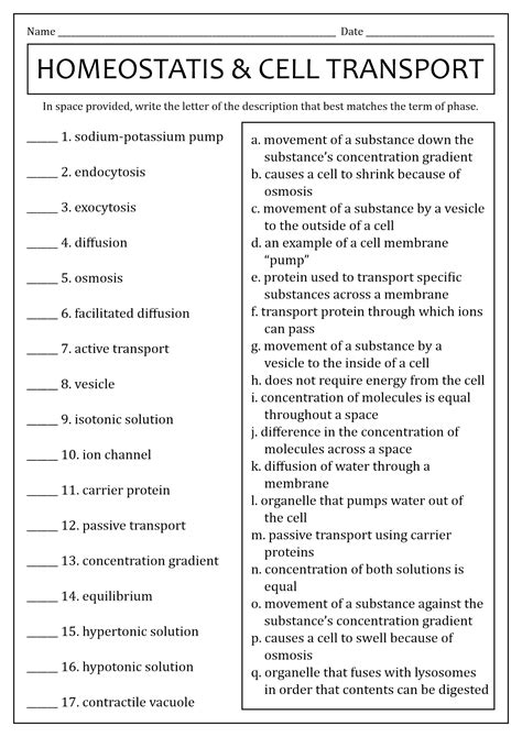 Homeostasis And Cell Transport Skills Worksheet Answers PDF