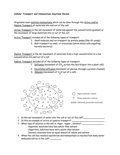 Homeostasis And Transport Keystone Review Answer Key PDF