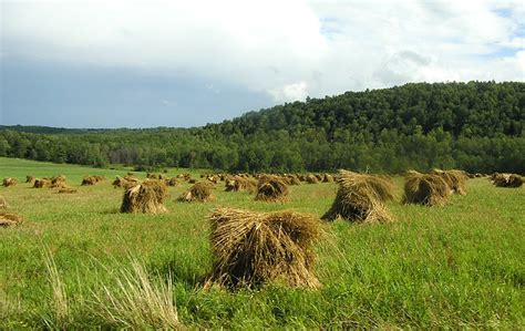 Homesteading in New York City Reader