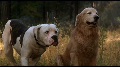 Homeward Bound: Chance, Shadow, and the Power of Friendship