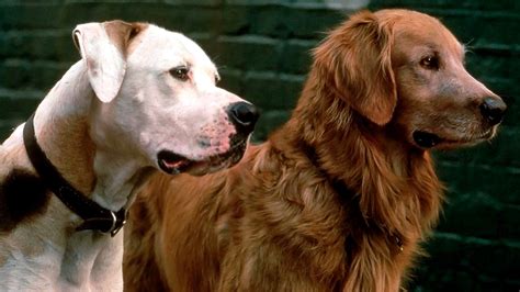 Homeward Bound: Stream Free on 123Movies – All the Details You Need to Know