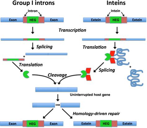 Homing Endonucleases and Inteins Kindle Editon