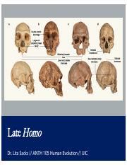 Homo Erectus: An in-depth Exploration of Human Evolution