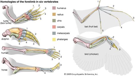 Homologies In Vertebrate Skeletons Answers Reader