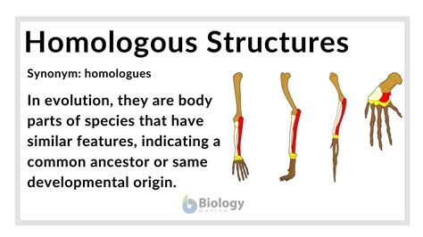 Homology 4th Printing Reader