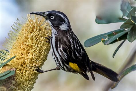 Honey-Eater: