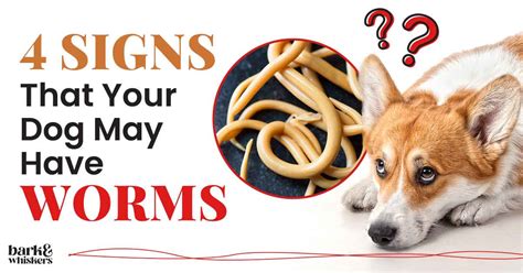 Hook Worms in Dogs: 15 Distressing Symptoms You Can't Ignore