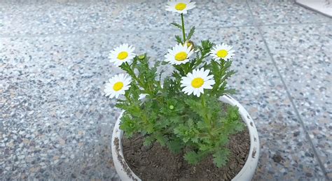 Hoopsie Daisy: A Comprehensive Guide to the Cheerful and Unpretentious Flower