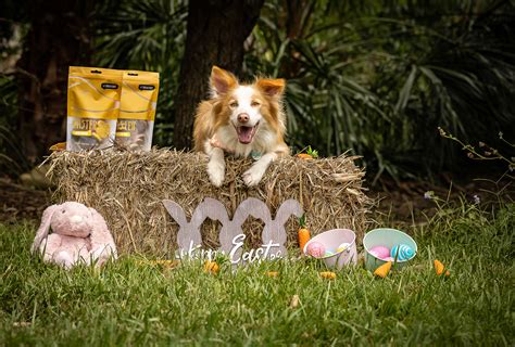 Hop into Spring: The Ultimate Dog Easter Basket Guide