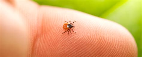 HopeyHazbin: A New Era of Hope for Lyme Disease Patients