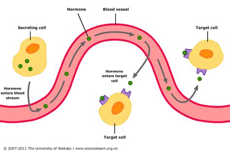 Hormone Action - Pt. D Isolated Cells Kindle Editon