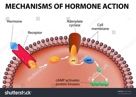 Hormone Receptors Reader