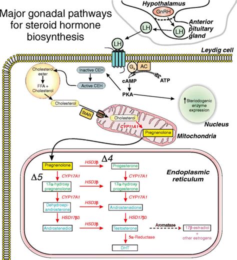 Hormones and Signaling Volume 1 Epub