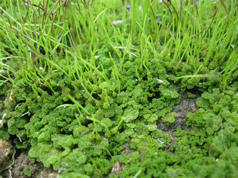 Hornwort: An Introduction