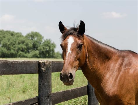 Horse Adoption Houston TX: Empowering Abandoned Horses with a Second Chance