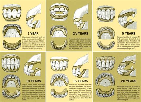 Horse Age Teeth Chart