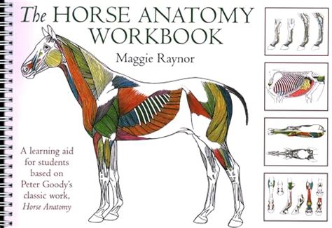 Horse Anatomy Workbook Learning Students PDF