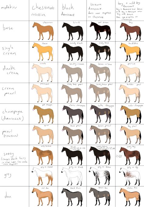 Horse Breeding Colour Chart
