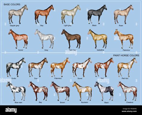 Horse Coat Colors Chart