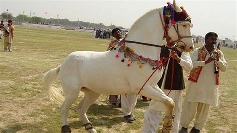 Horse Dance Horse Dance: Unleash the Rhythm with Your Equine Partner