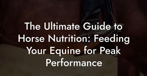 Horse Feed Near Me: The Ultimate Guide to Location-Based Equine Nutrition