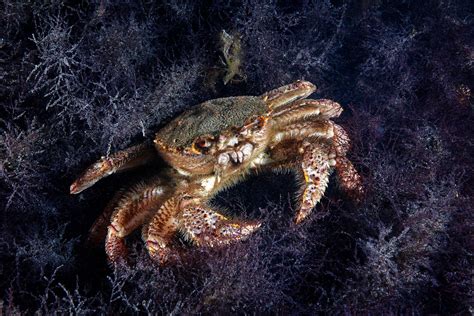 Horse Hair Crab: A Comprehensive Guide to Its Properties, Applications, and More