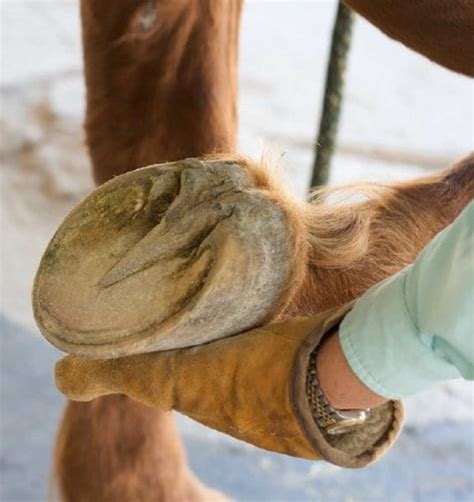 Horse Hands to Feet: A Transformative Approach for Hoof Health