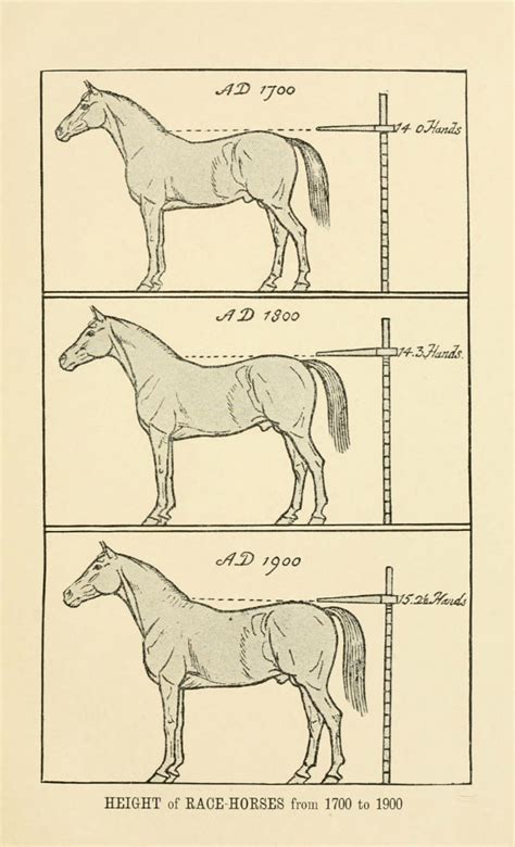 Horse Hands to Inches: A Comprehensive Guide