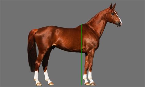 Horse Hands to Inches: A Comprehensive Guide to Equine Measurement