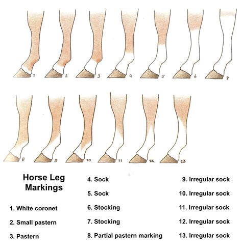 Horse Leg Markings Chart