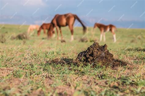 Horse Manure: Nature's Gift for Soil Revitalization